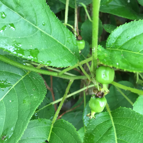 Actinidia arguta 'Issai'
