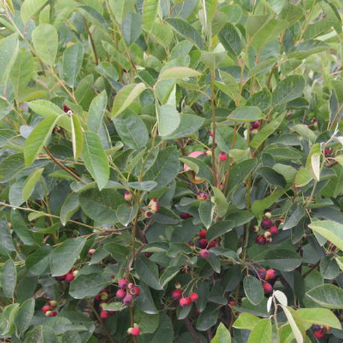 Amelanchier alnifolia 'Regent'