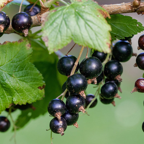 Ribes nigrum 'Consort'