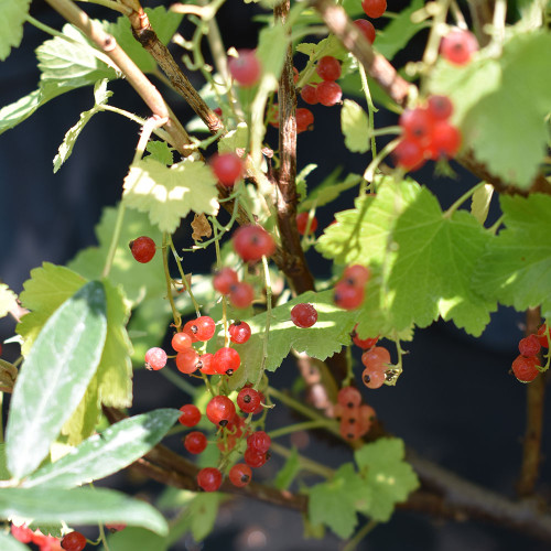 Ribes rubrum 'Red Lake'