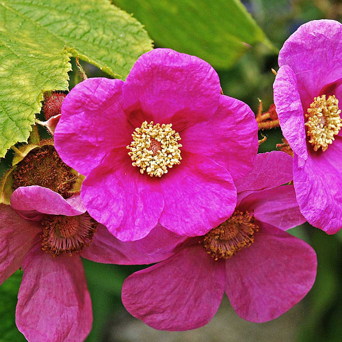 Rubus odoratus