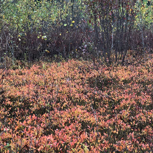 Vaccinium angustifolium