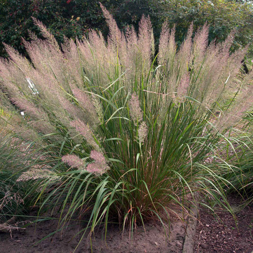 Calamagrostis a. var. Brachytricha