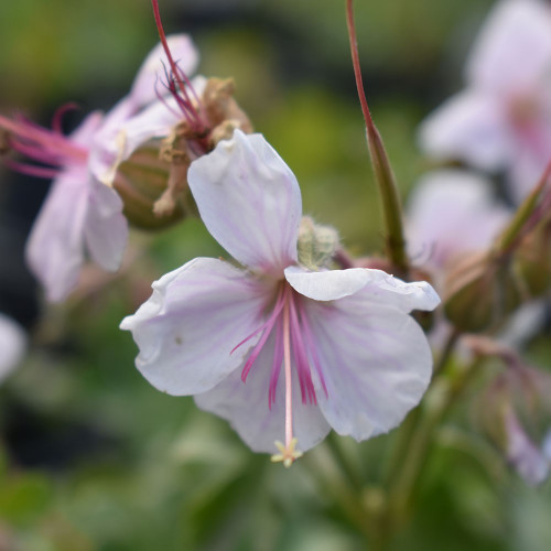 Geranium macro. 'Ingwerson's Variety'