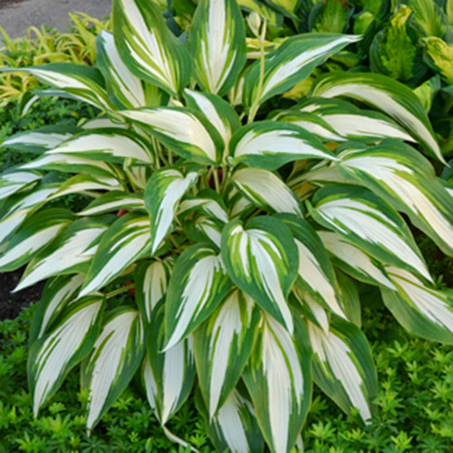 Hosta 'Cool as a Cucumber'