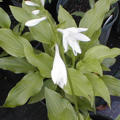 Hosta 'Royal Standard'