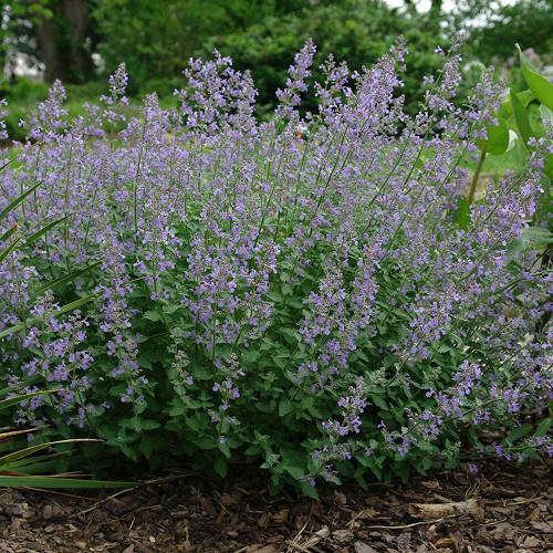 Nepeta f. 'Junior Walker'