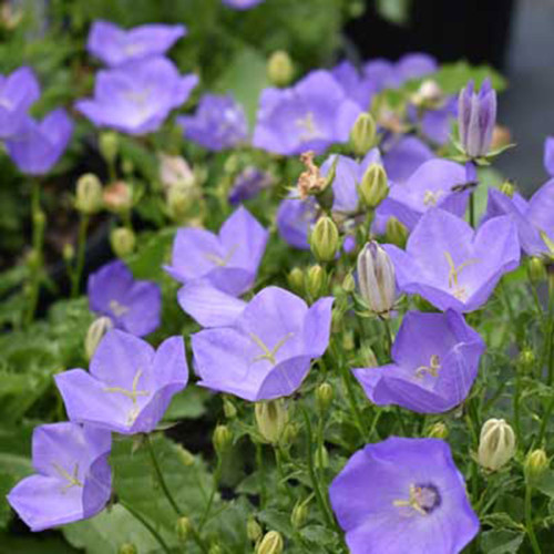 Campanula carpatica 'Rapido Blue'