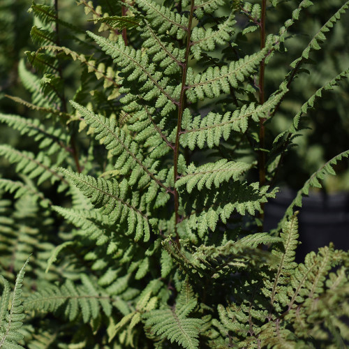 Athyrium x 'Ghost'