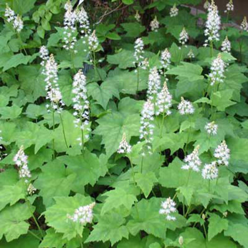 Tiarella cordifolia