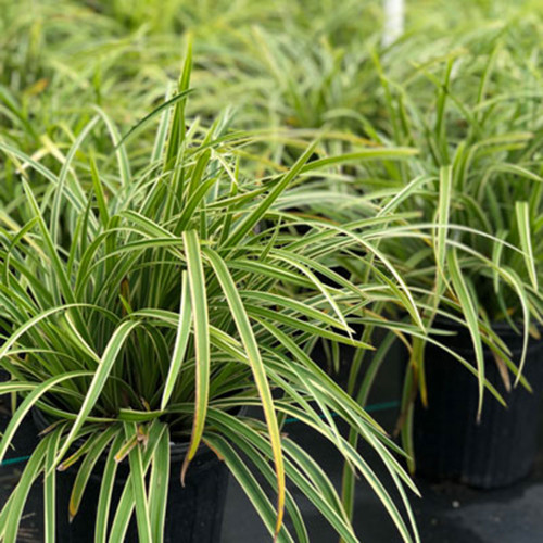 Carex morrowii 'Ice Dance'