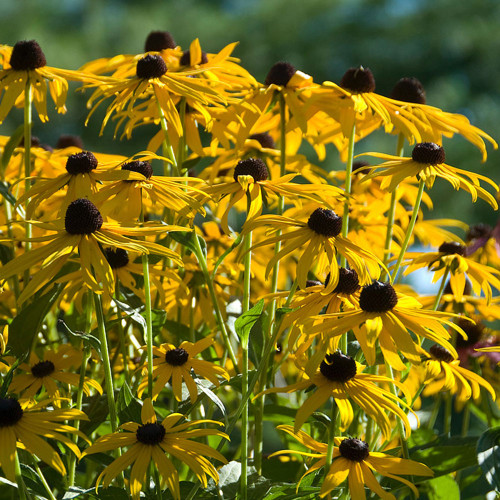 Rudbeckia fulgida 'Goldsturm'