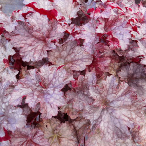 Heuchera 'Plum Pudding'