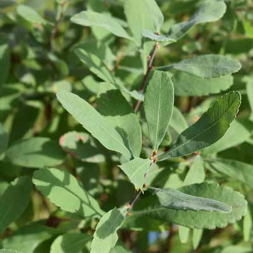 Myrica gale