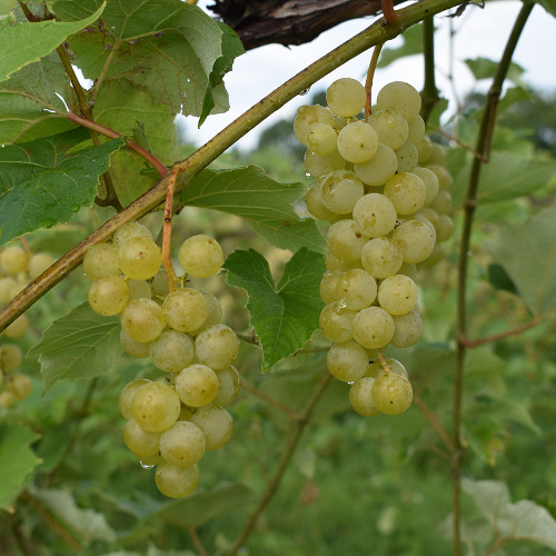 Vitis x 'Louise Swenson'