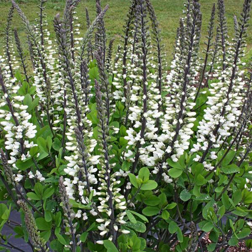 Baptisia 'Ivory Towers