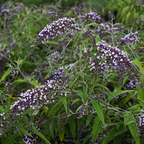 Buddleia 'Wisteria Lane'
