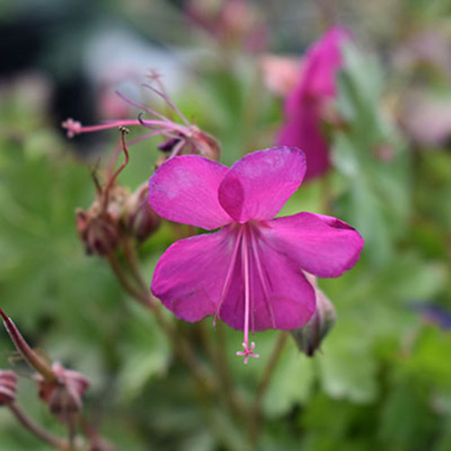 Geranium cantabrigiense 'Crystal Rose'