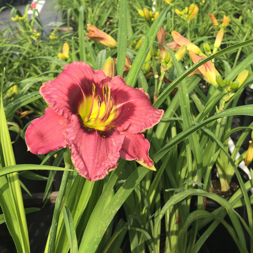 Hemerocallis 'Always Afternoon'