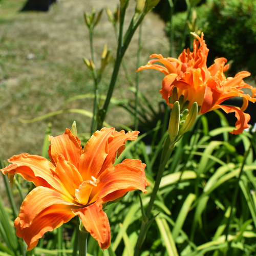 Hemerocallis fulva 'Kwanso'