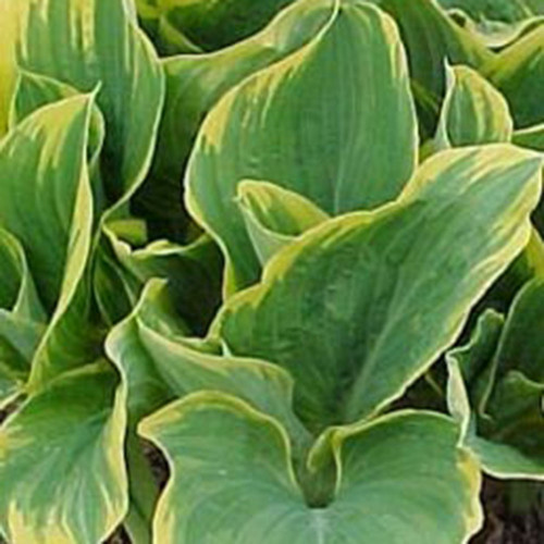 Hosta 'Sagae'