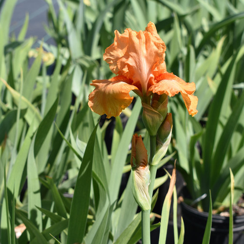 Iris germanica 'Maid of Orange'