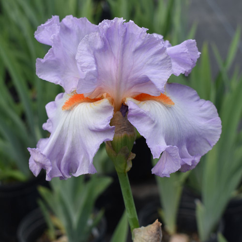 Iris germanica 'Mary Frances'