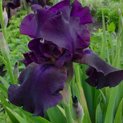 Iris germanica 'Superstition'