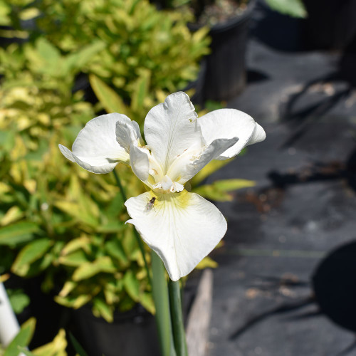 Iris sibirica 'Gulls Wing'