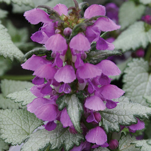 Lamium 'Ghost'