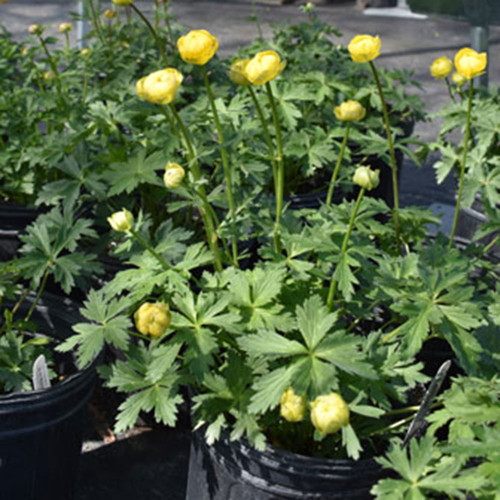 Trollius x cultorum 'Lemon Queen'