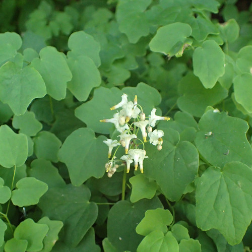 Vancouveria hexandra