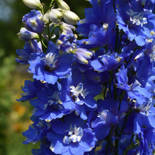 Delphinium 'Cobalt Dreams'