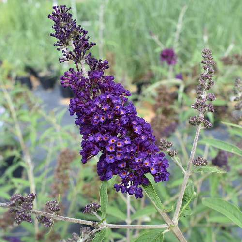 Buddleia davidii 'Black Knight'