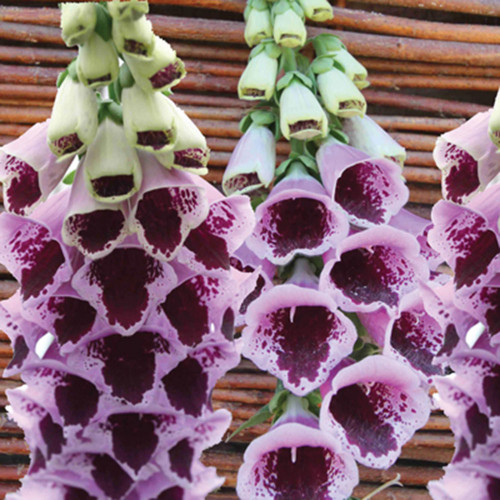 Digitalis purpurea 'Sugar Plum'