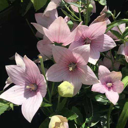Platycodon 'Astra Pink'