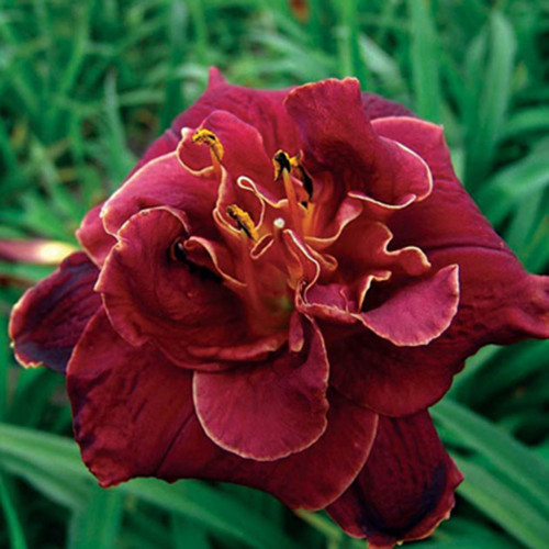 Hemerocallis 'Double Night Embers'