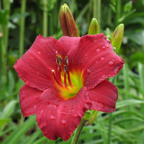 Hemerocallis 'Ruby Stella'