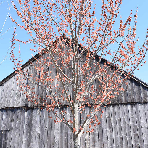 Acer rubrum