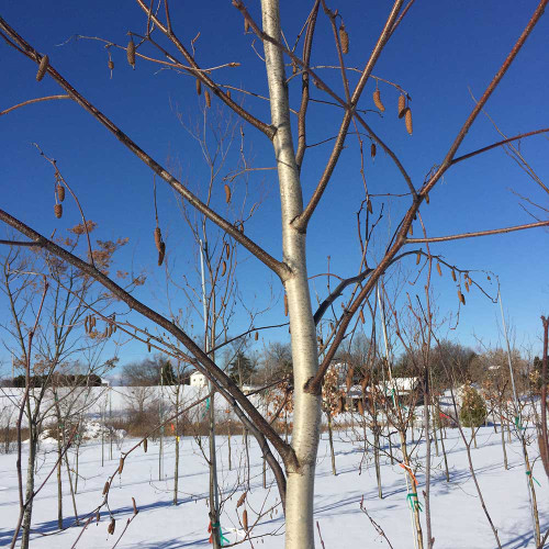 Betula populifolia 'Whitespire' (Treeform)