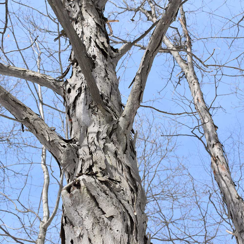 Carya ovata