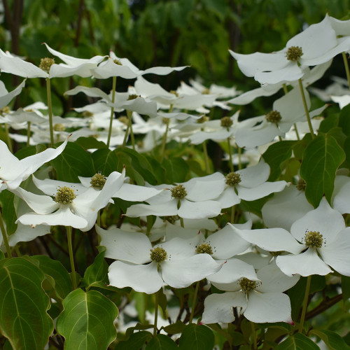 Cornus kousa 'Galilean'