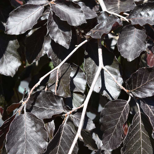 Fagus sylvatica 'Purple Fountain'