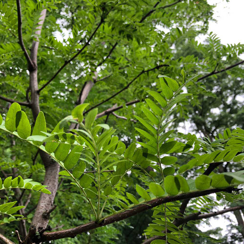 Gleditsia triacanthos 'Shademaster'