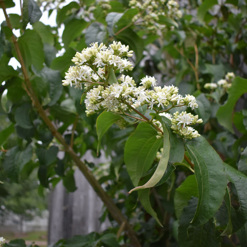Heptacodium miconioides