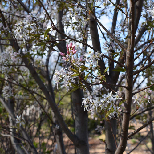 Amelanchier laevis 'Lustre' (Treeform)