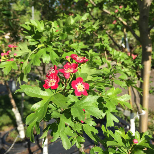 Crataegus laevigata 'Crimson Cloud' (Treeform)