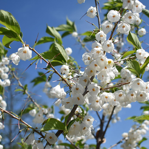 Halesia tetraptera 'UCONN Wedding Bells'
