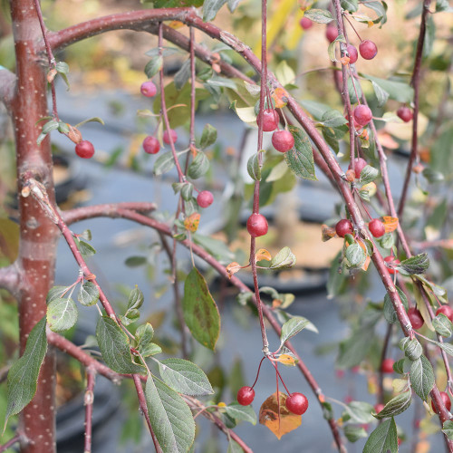 Malus 'Ruby Tears'