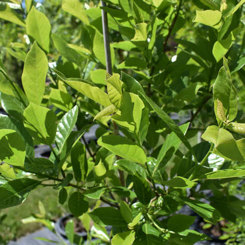 Nyssa sylvatica 'Green Gable'